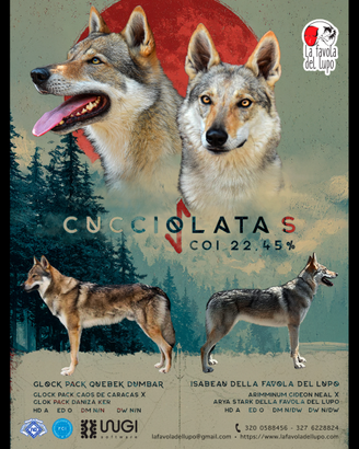 Cuccioli Cane Lupo Cecoslovacco