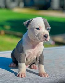 Amstaff blu occhi blu pedigree