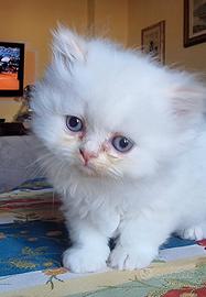 Persiani Esotic Red e British Shorthair