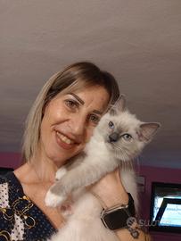 Cucciola Ragdoll