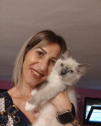 Cucciola Ragdoll