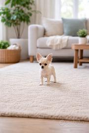 Chihuahua cucciolo