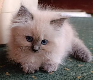 Gatto gattina sacro di birmania/himalayano