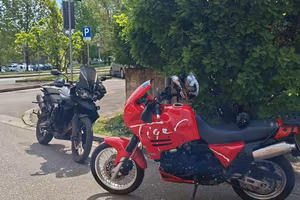 tiger triumph 