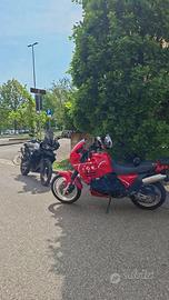 tiger triumph 
