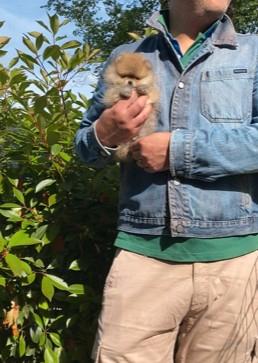 Cucciolo di Pomerania toy con Pedigree ENCI