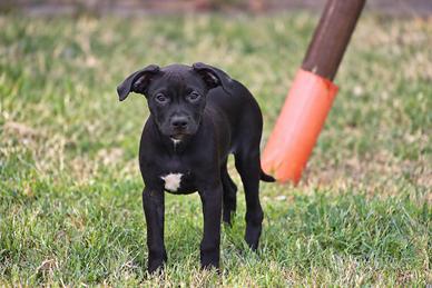 Cucciola Pit Bull con pedigree anche a rate