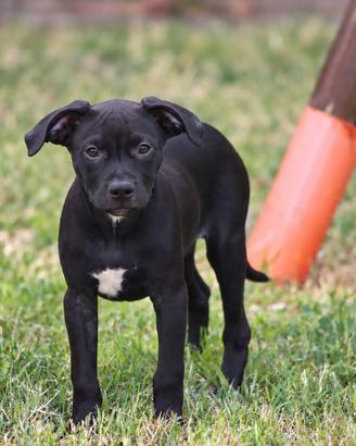 Cucciola Pit Bull con pedigree anche a rate