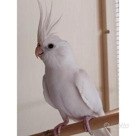 Calopsite pulli albina femmina