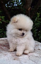 Volpino di Pomerania