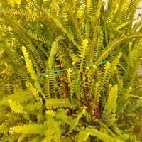 Felce di Boston (Nephrolepis exaltata)