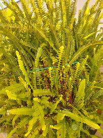 Felce di Boston (Nephrolepis exaltata)