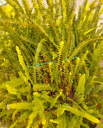 Felce di Boston (Nephrolepis exaltata)