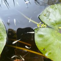 Medaka pesci laghetto