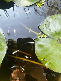 Medaka pesci laghetto