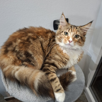 Cucciola di Maine Coon