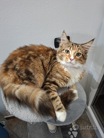 Cucciola di Maine Coon