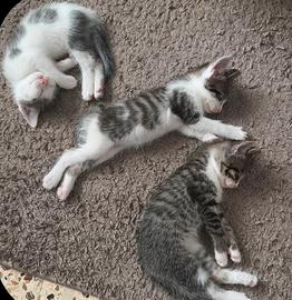4 gattini 1 maschio 3 femmine