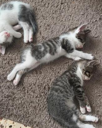 4 gattini 1 maschio 3 femmine