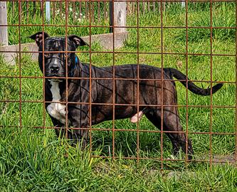 Pitbull maschio ukc