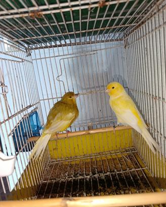 Canarini
