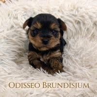 Yorkshire terrier maschietto con pedigree