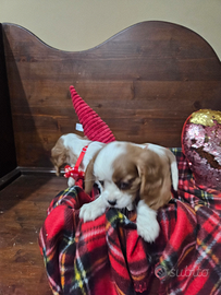 Ultime cavalier king