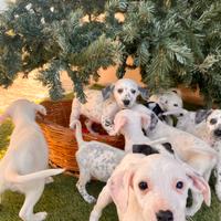Cuccioli Dalmata in adozione