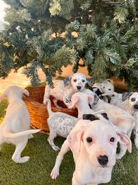 Cuccioli Dalmata in adozione