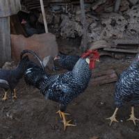 Galli Livorno Sparviero