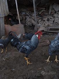 Galli Livorno Sparviero
