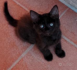 Gattina nera pelosa