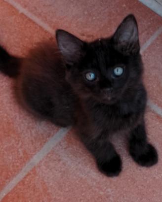 Gattina nera pelosa