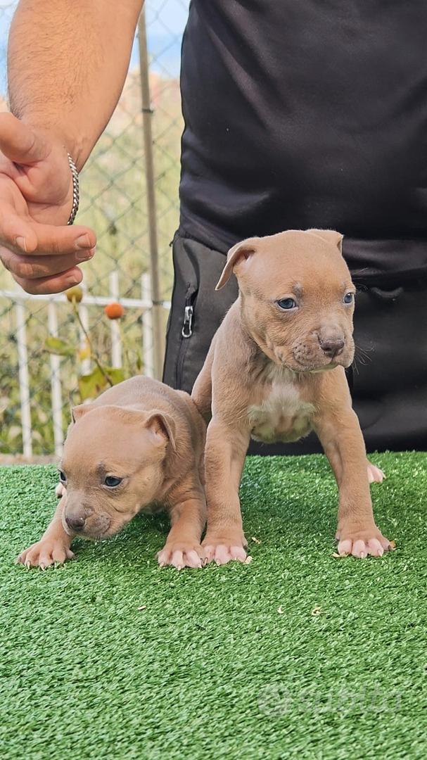 pitbull - Animali In vendita a Genova