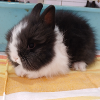 Conigli testa di leone