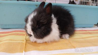 Conigli testa di leone