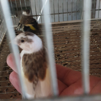 Cardellini acianici, nostrani, mezza taglia, mayor