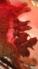 Cuccioli di Lagotto con pedigree