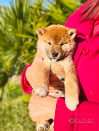 Superbi Cuccioli Shiba Inu con Pedigree Enci