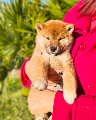 Superbi Cuccioli Shiba Inu con Pedigree Enci
