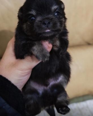 Chiwawa maschio