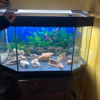 Acquario 80x35