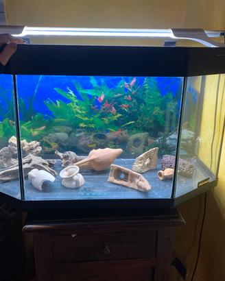Acquario 80x35