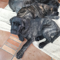 Cuccioli cane corso