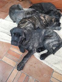 Cuccioli cane corso