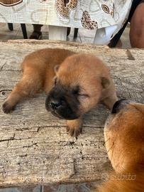 Cuccioli incrociati con shapei e chow chow
