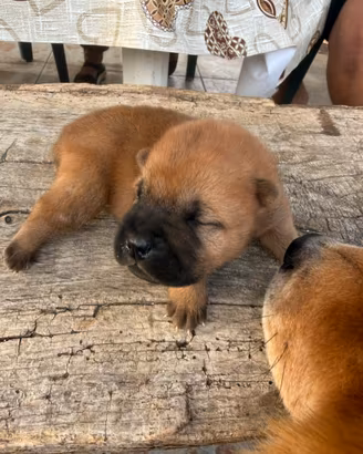 Cuccioli incrociati con shapei e chow chow