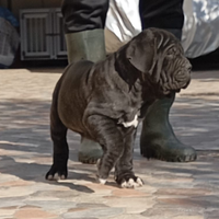 Mastino Napoletano