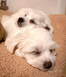 Cane Maltese