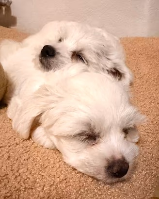 Cane Maltese